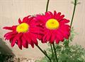 Chrysanthemum coccinium